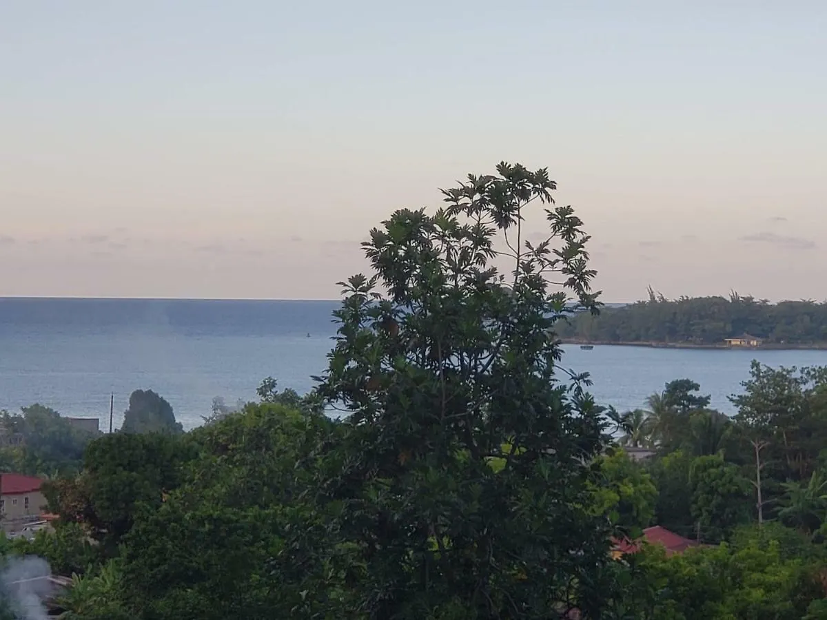 Viva Violas Port Antonio